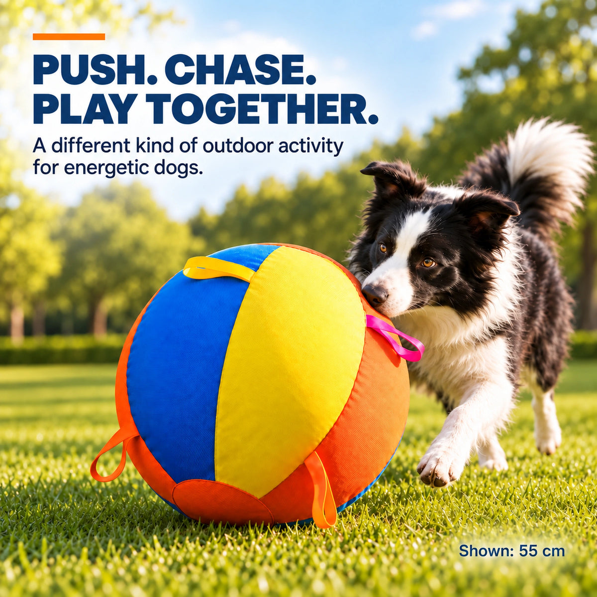 Dog pushing and chasing the nyvose oversized herding ball outdoors