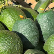 Avocado Candle | Fresh Creamy Avocado Scented