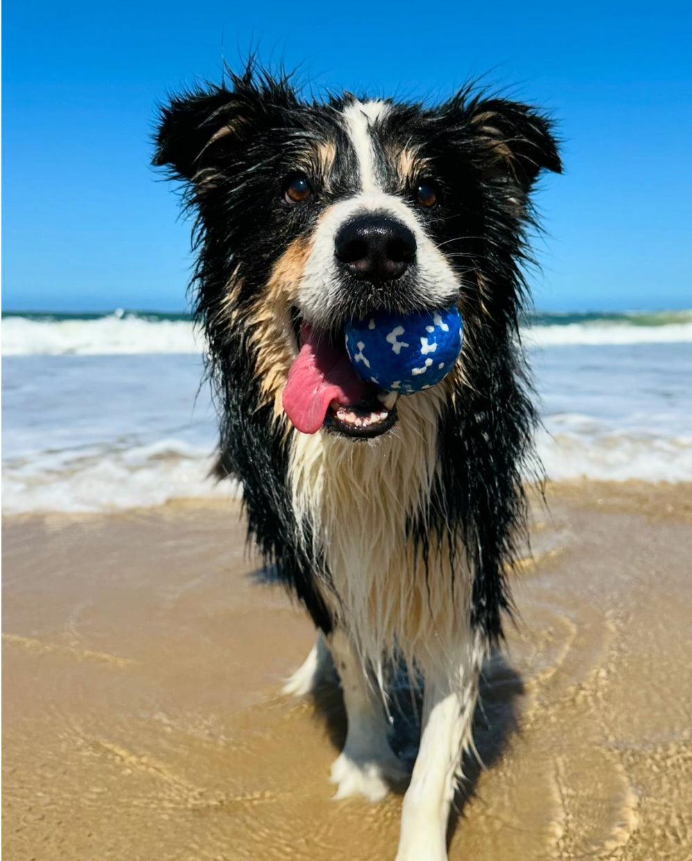 nyvose medium play balls for fetch and active play — view 3