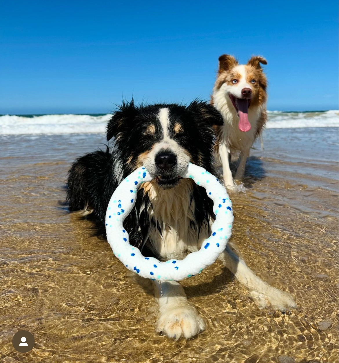 Dog playing with the nyvose Play Ring — view 2