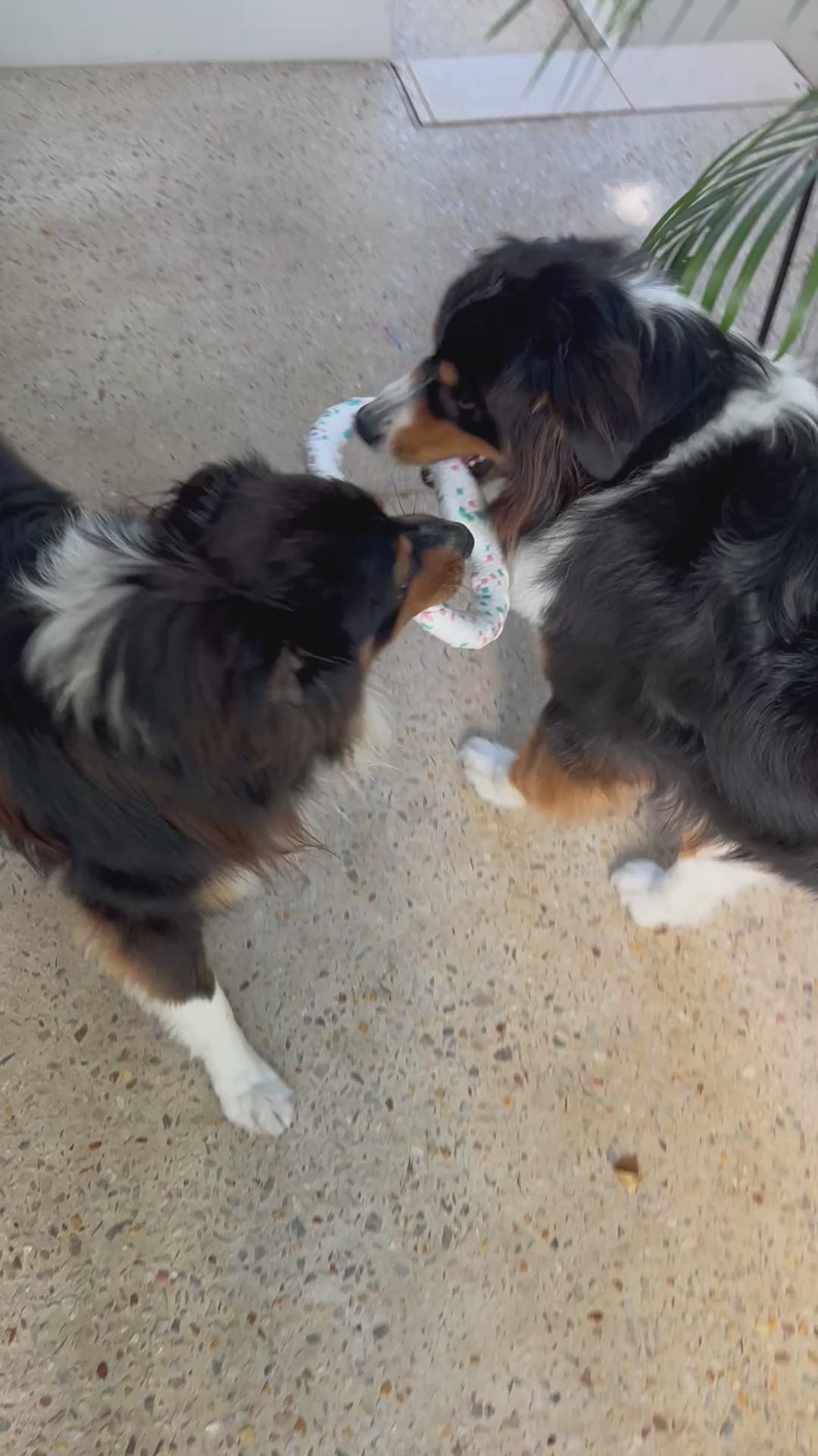 Dog playing with the nyvose Play Ring — view 6
