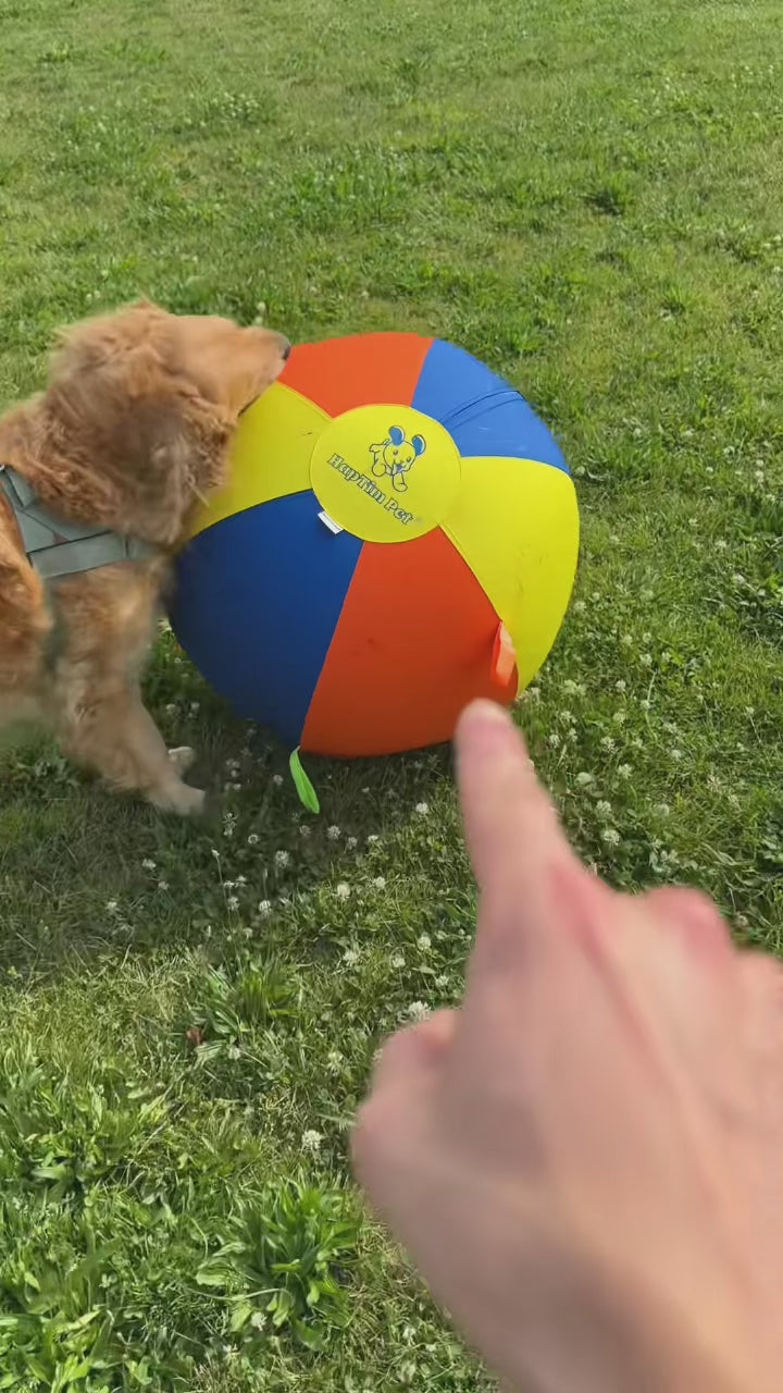 See how dogs make it their own