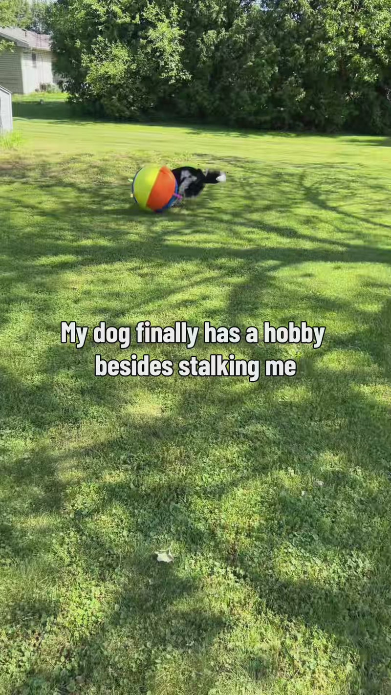 See how dogs make it their own