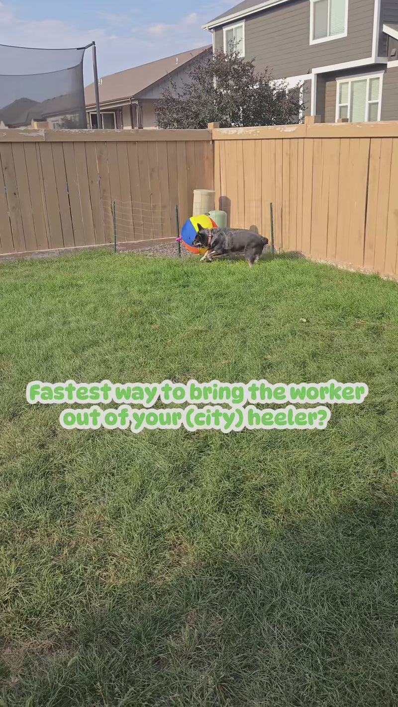 See how dogs make it their own