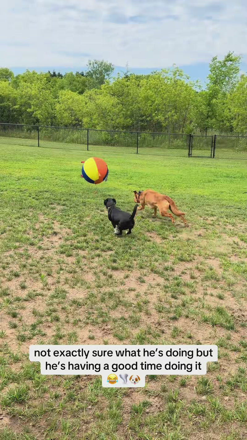See how dogs make it their own