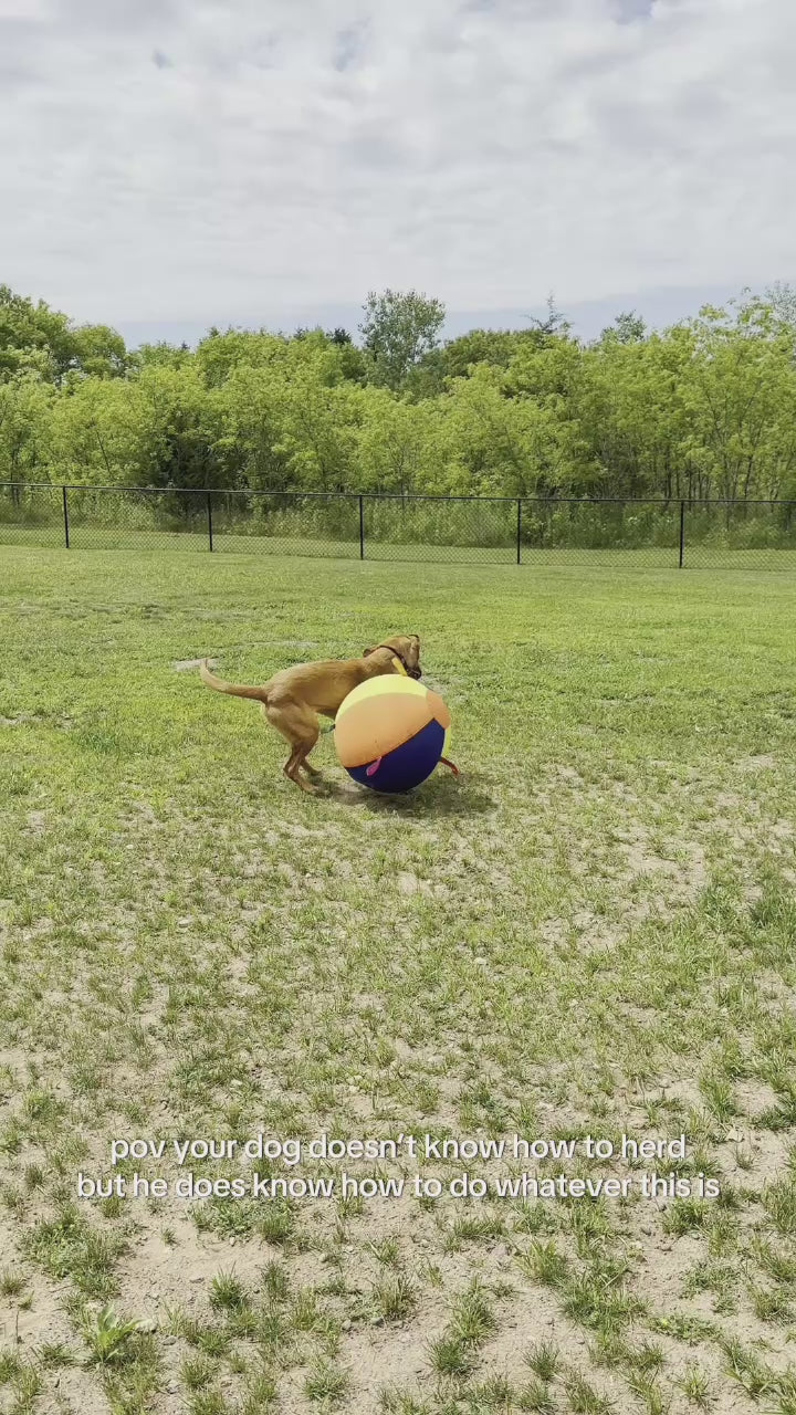 See how dogs make it their own