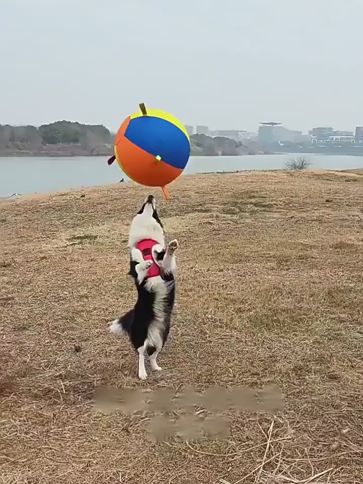 See how dogs make it their own