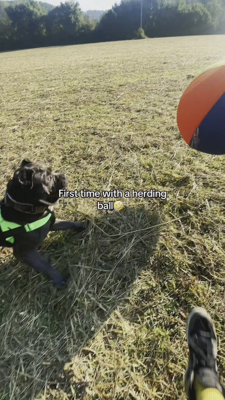 See how dogs make it their own